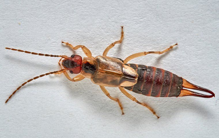 The Ultimate Guide To Earwigs In Folsom: Habits, Prevention And Control ...