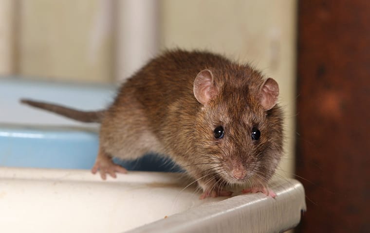 The Ultimate Guide To Rat Removal: Keep Your Lincoln Home Clean And ...